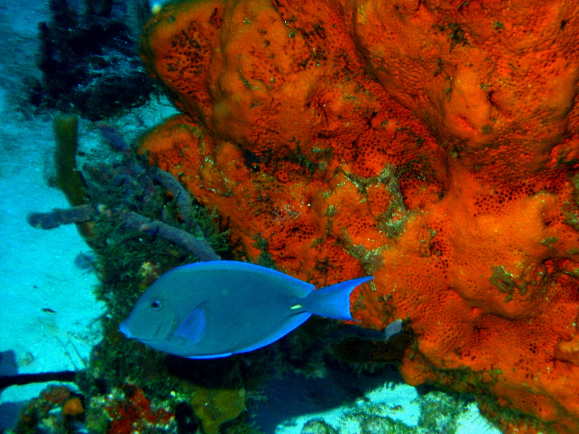 Blue Tang with Encrustring Sponge