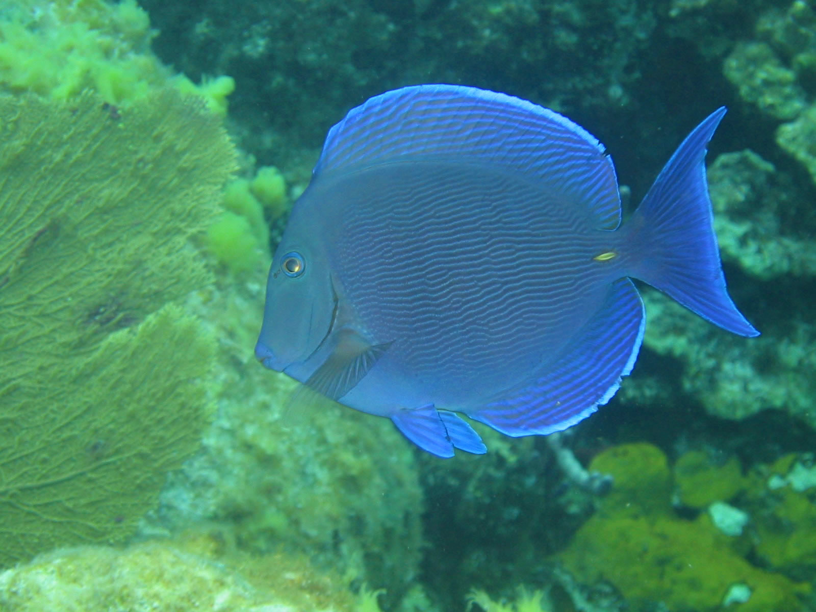 Blue Tang