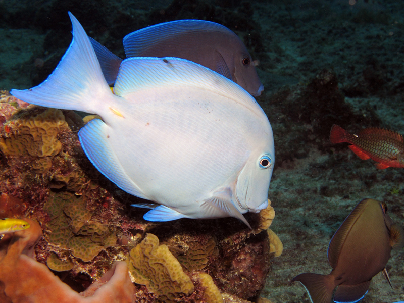 Blue Tang