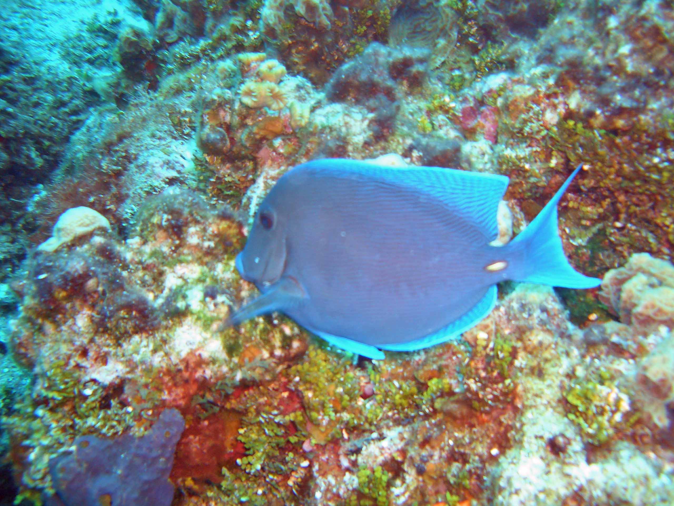 Blue Tang