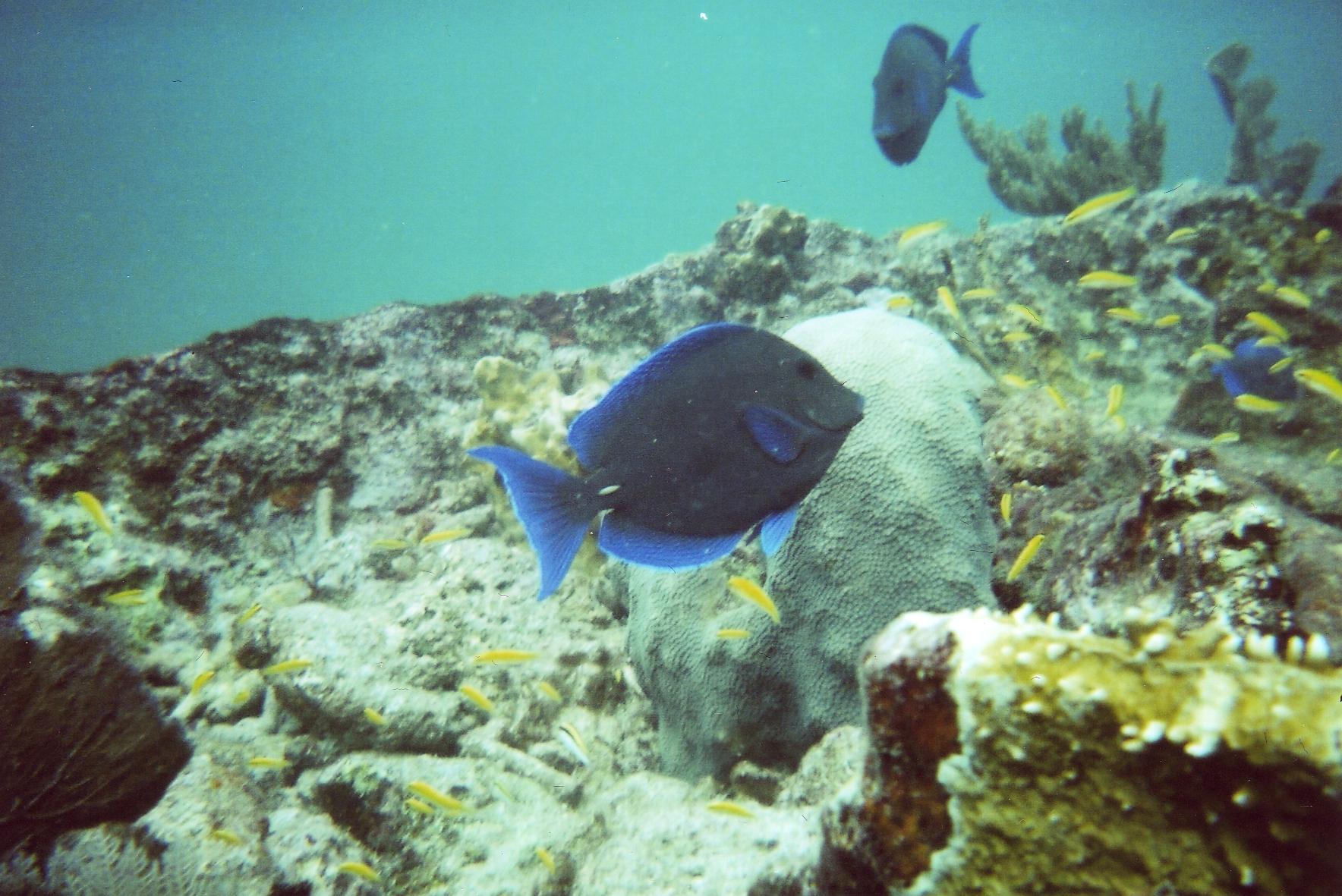 Blue Tang