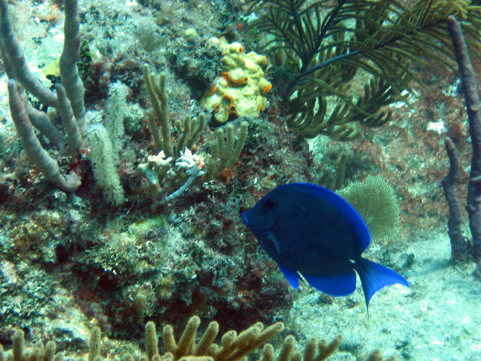 Blue tang