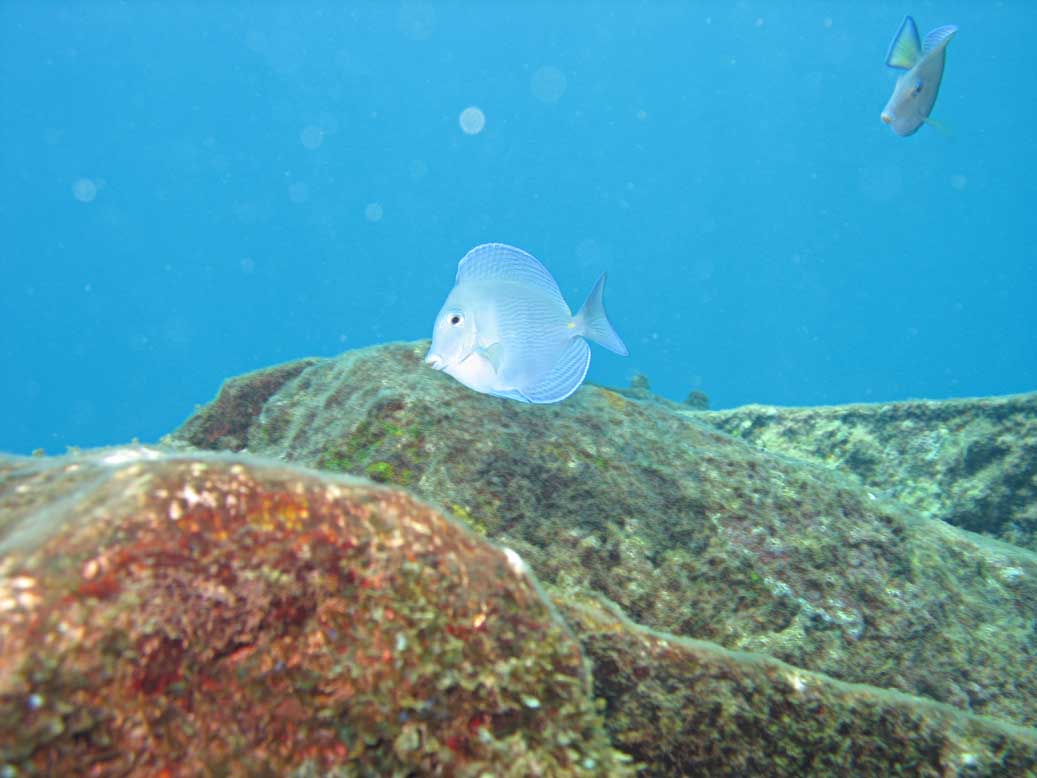 Blue tang