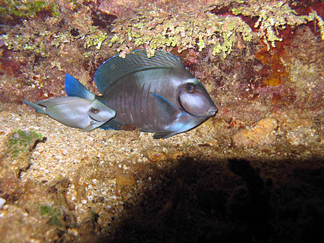 Blue tang