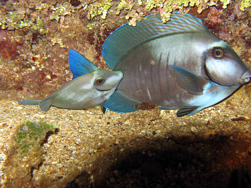 Blue tang