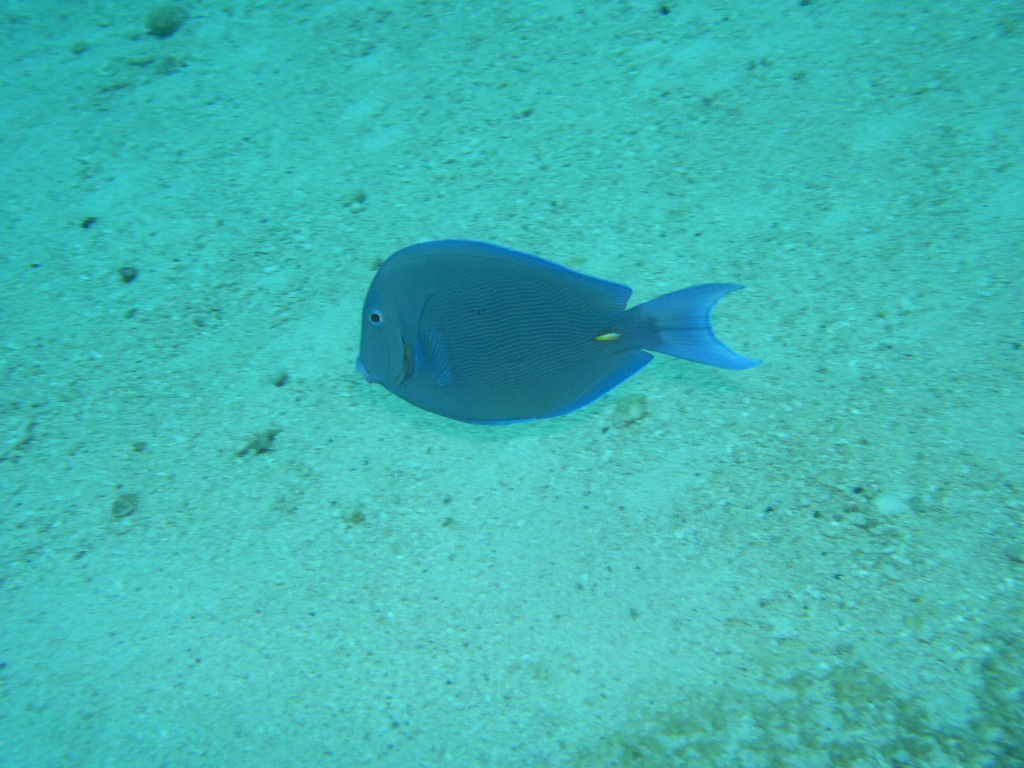 Blue Tang