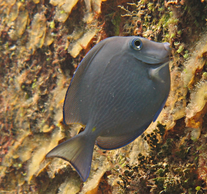 Blue Tang