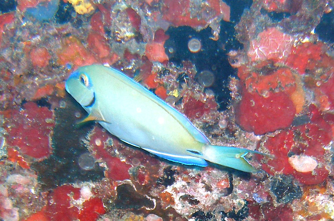 Blue Tang