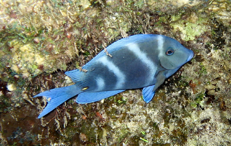 Blue Tang