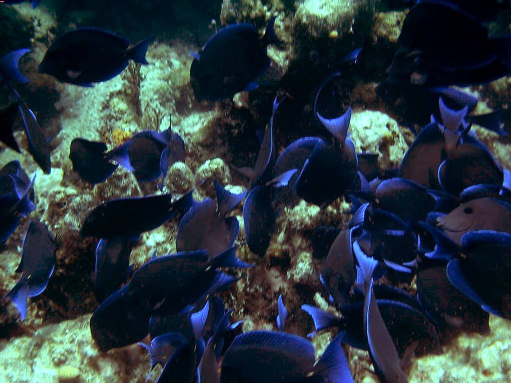 Blue Tangs (Nassau, Bahamas 090104)