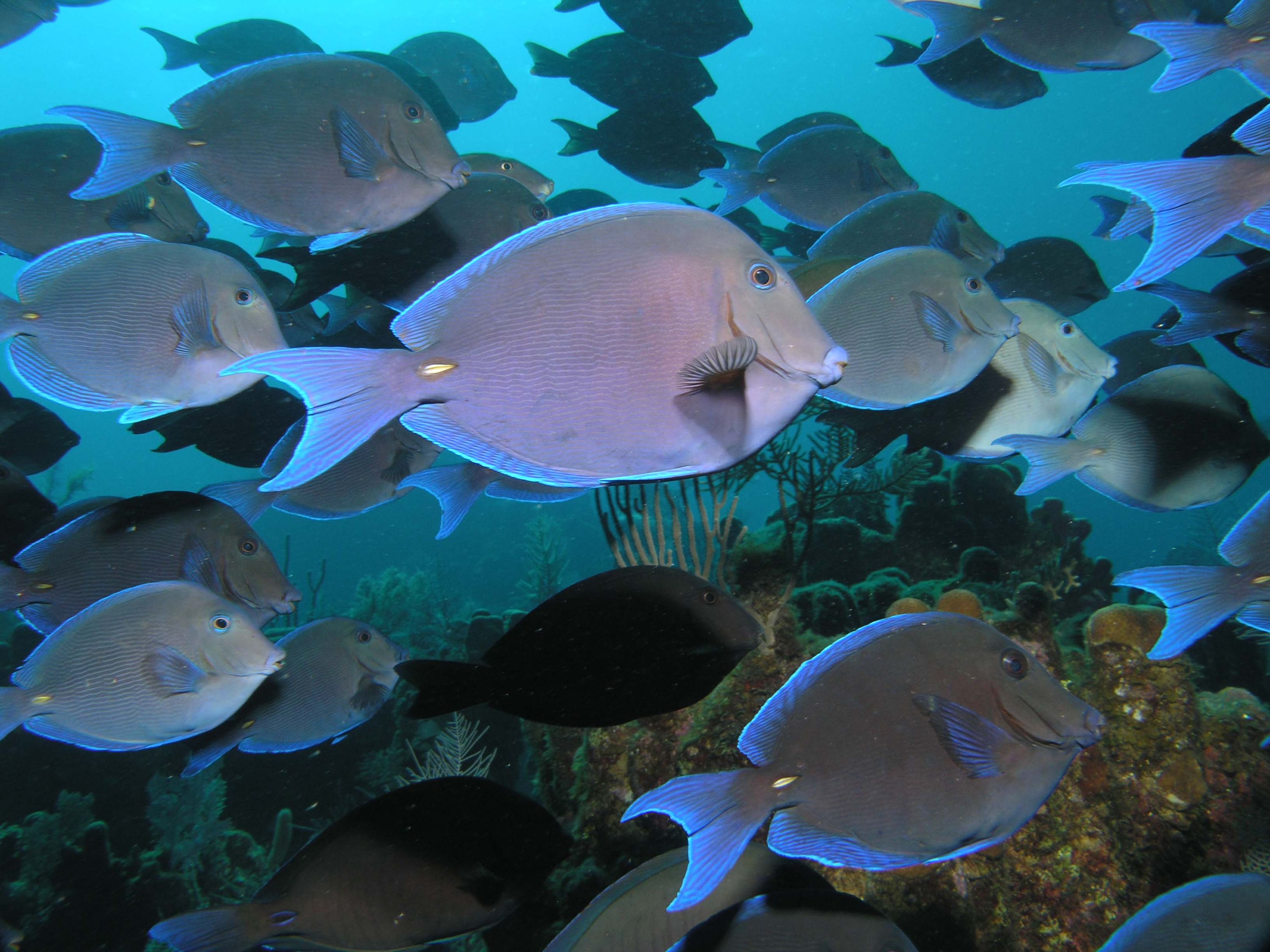 Blue tangs