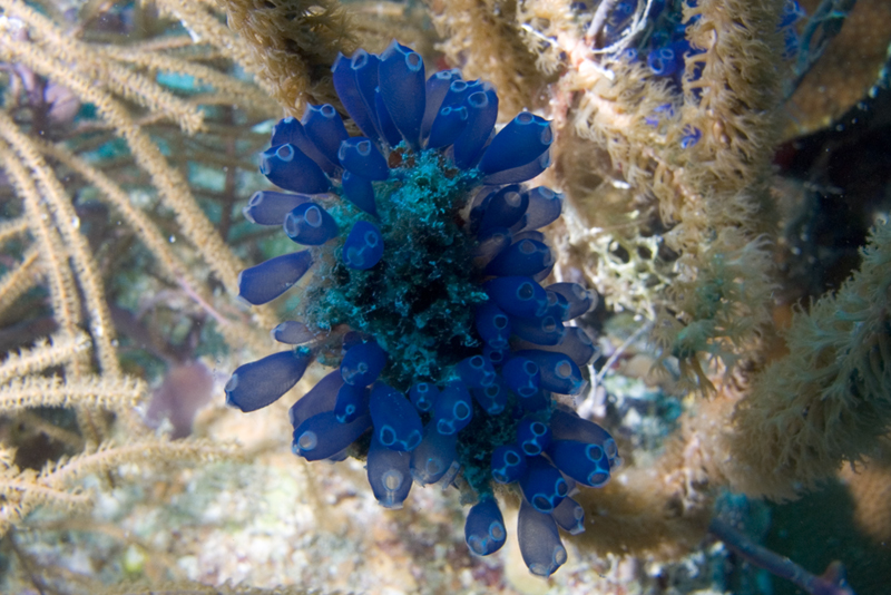 Blue-things