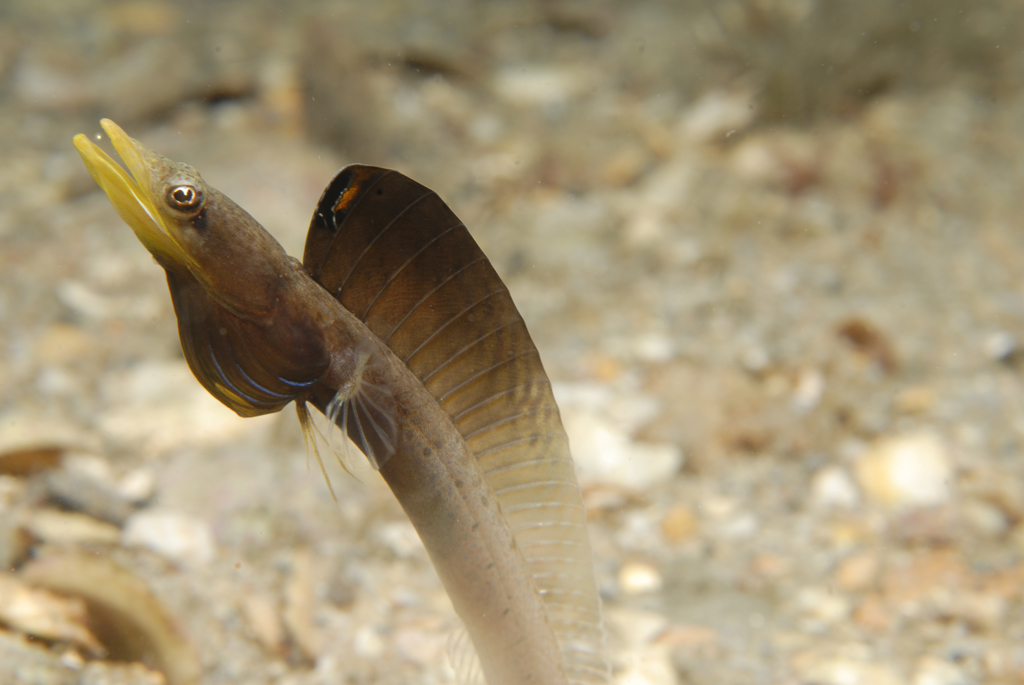 Blue Throat Pike Blenny displaying 11-22-9-75