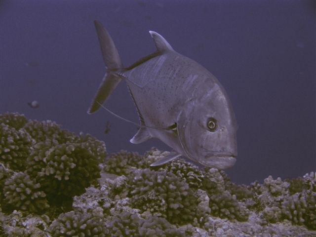 Blue Trevally