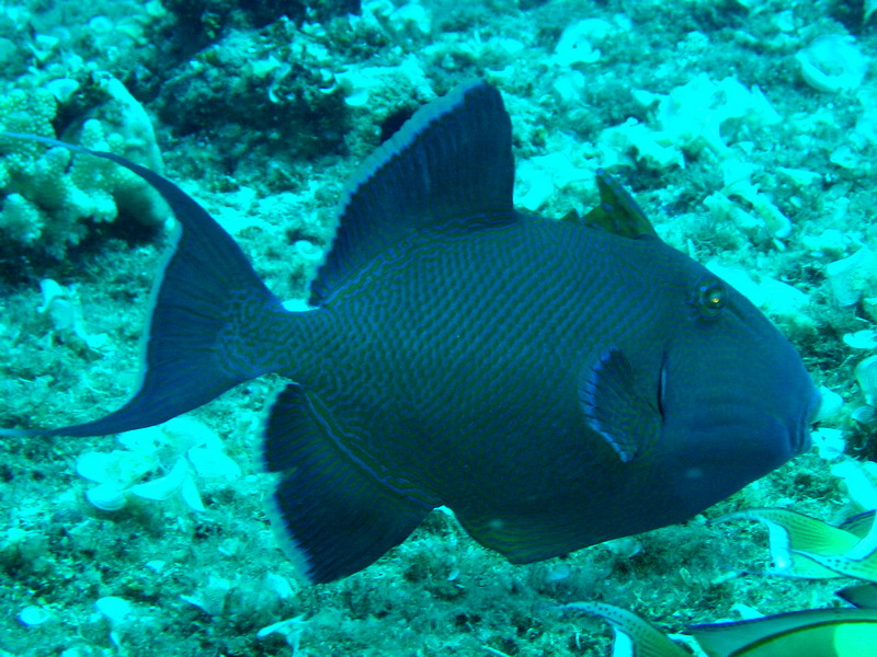 Blue Triggerfish