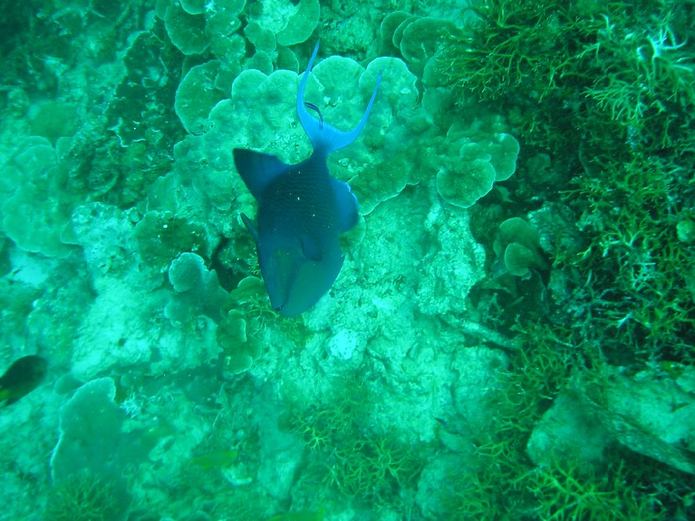 Blue triggerfish