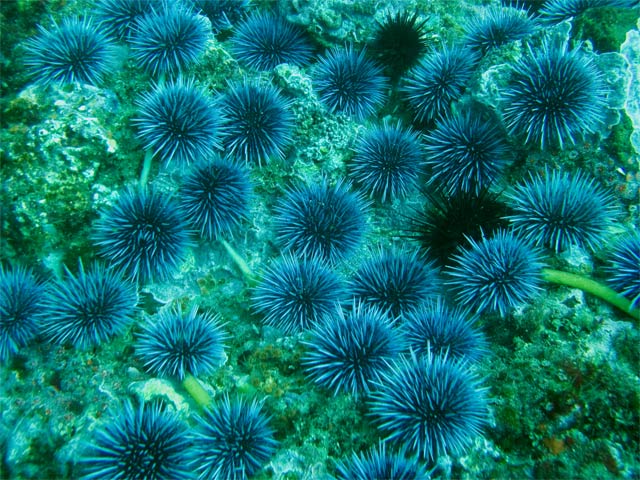Blue urchins