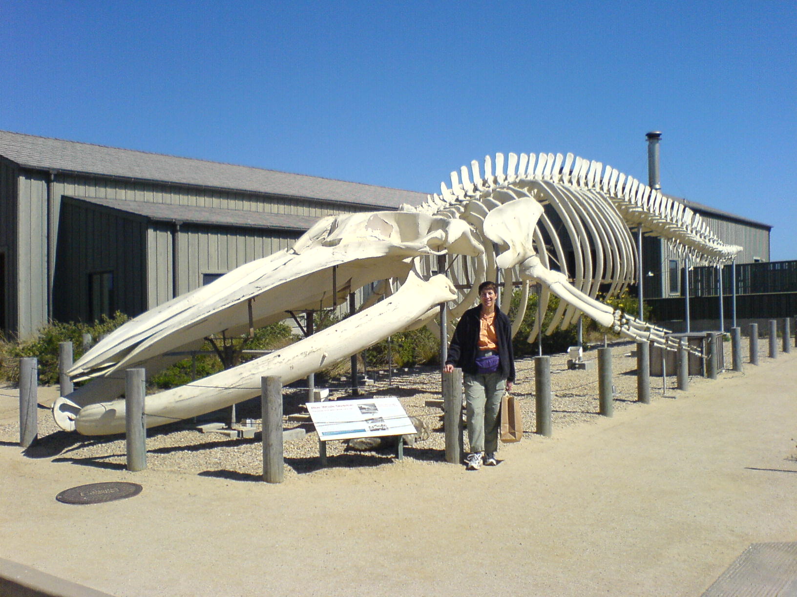 Blue Whale Skeleton (July 2006)