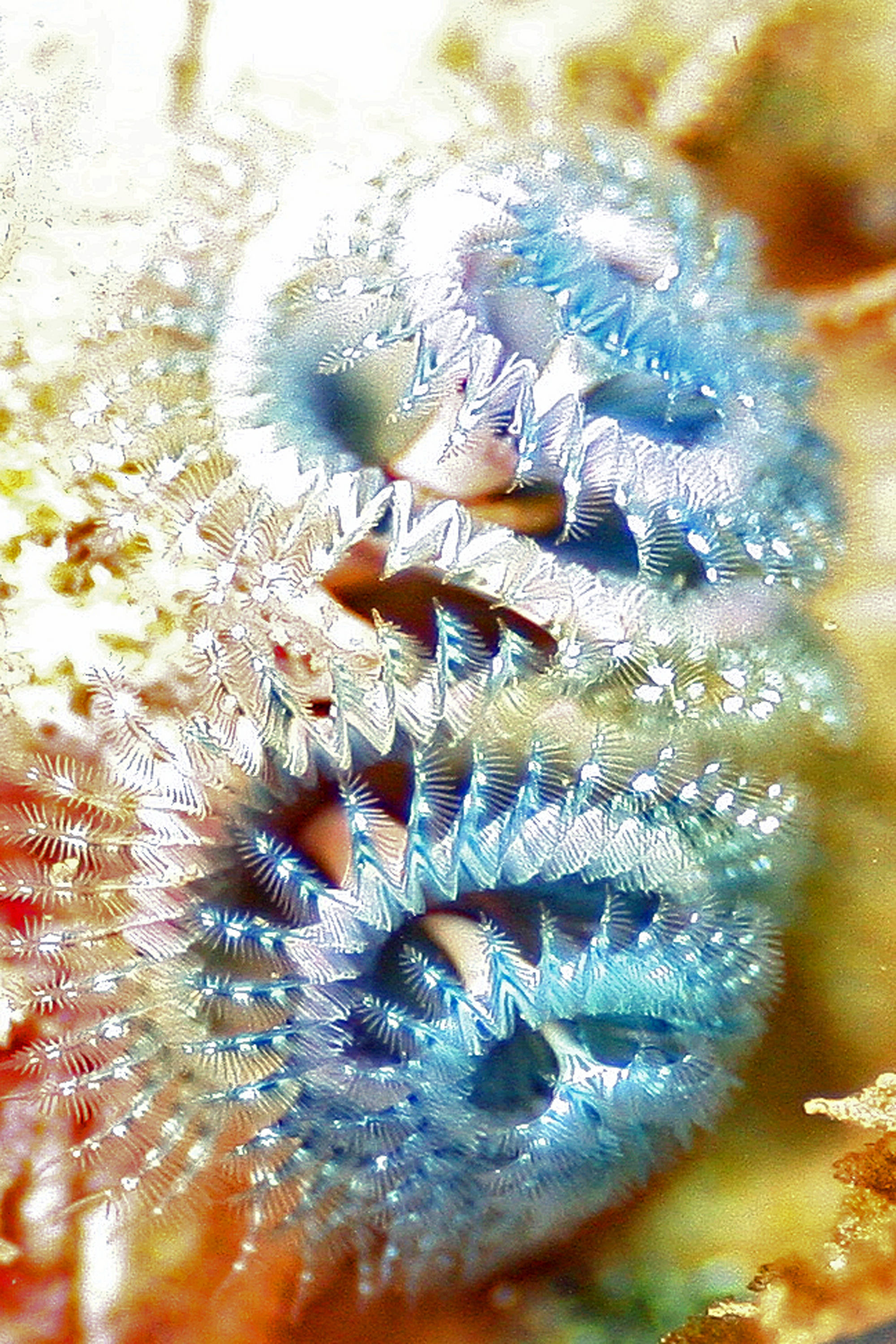 Blue_Christmas_Tree_Worms