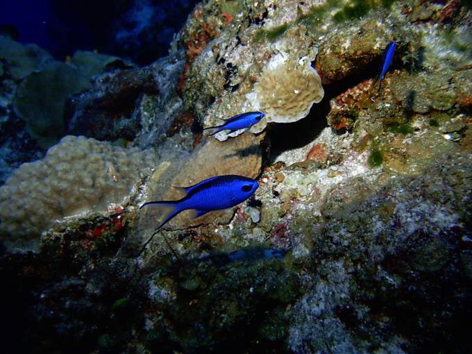 Blue_Chromis2