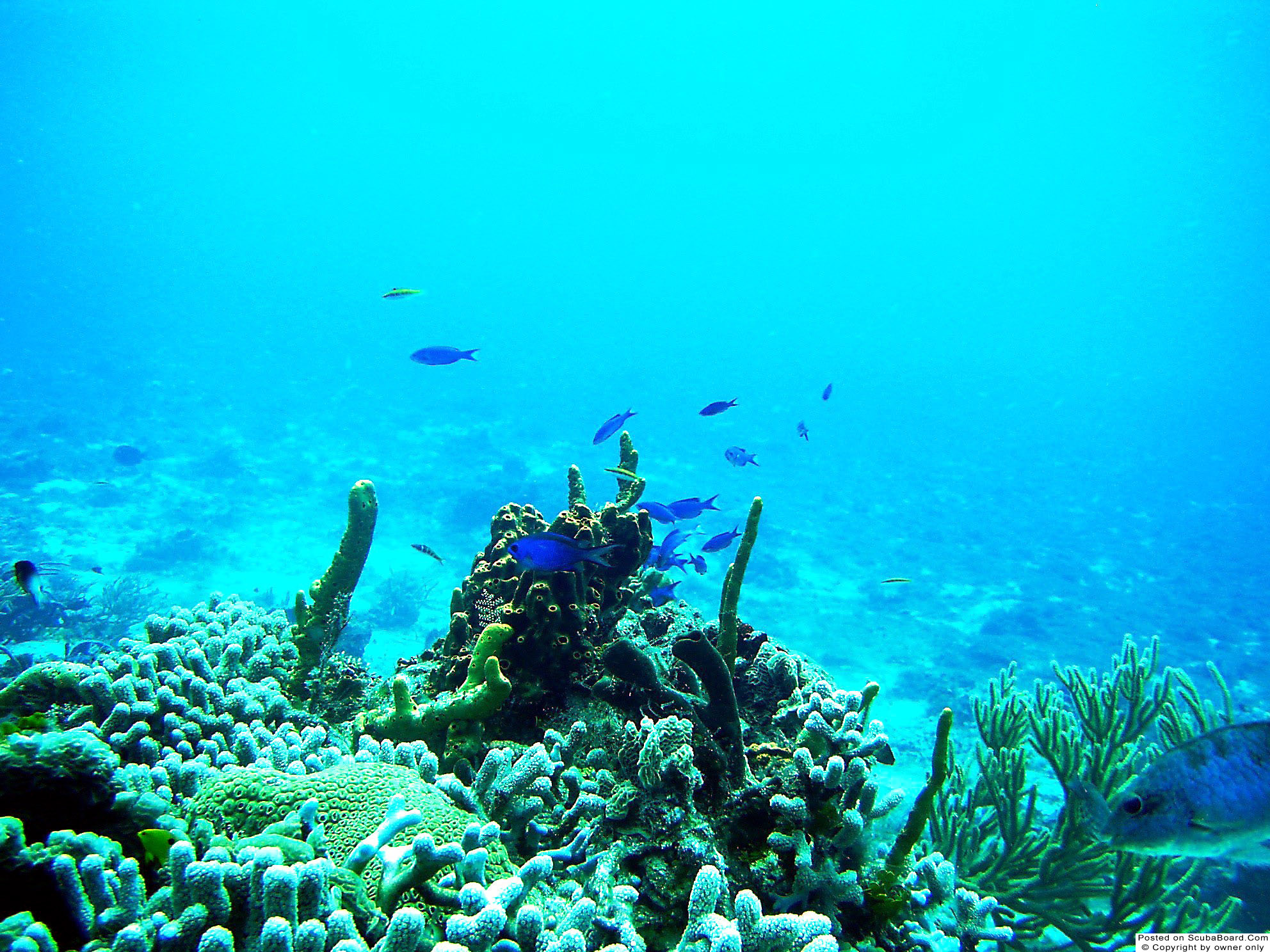 Blue_Chromis_Cozumel_May_2004