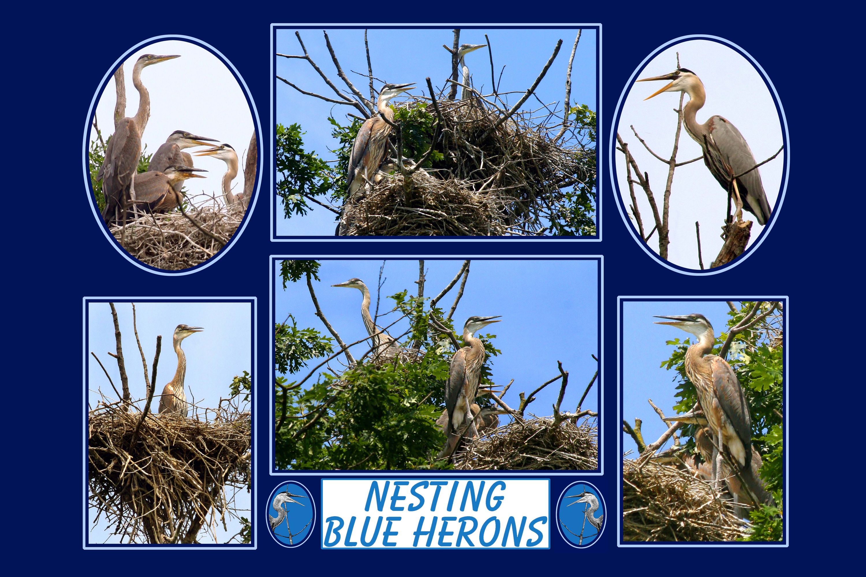 BLUE_HERON_12-18