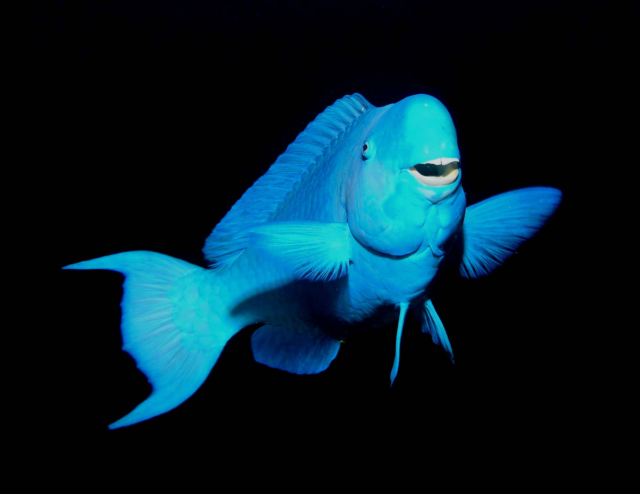 Blue_parrot_fish