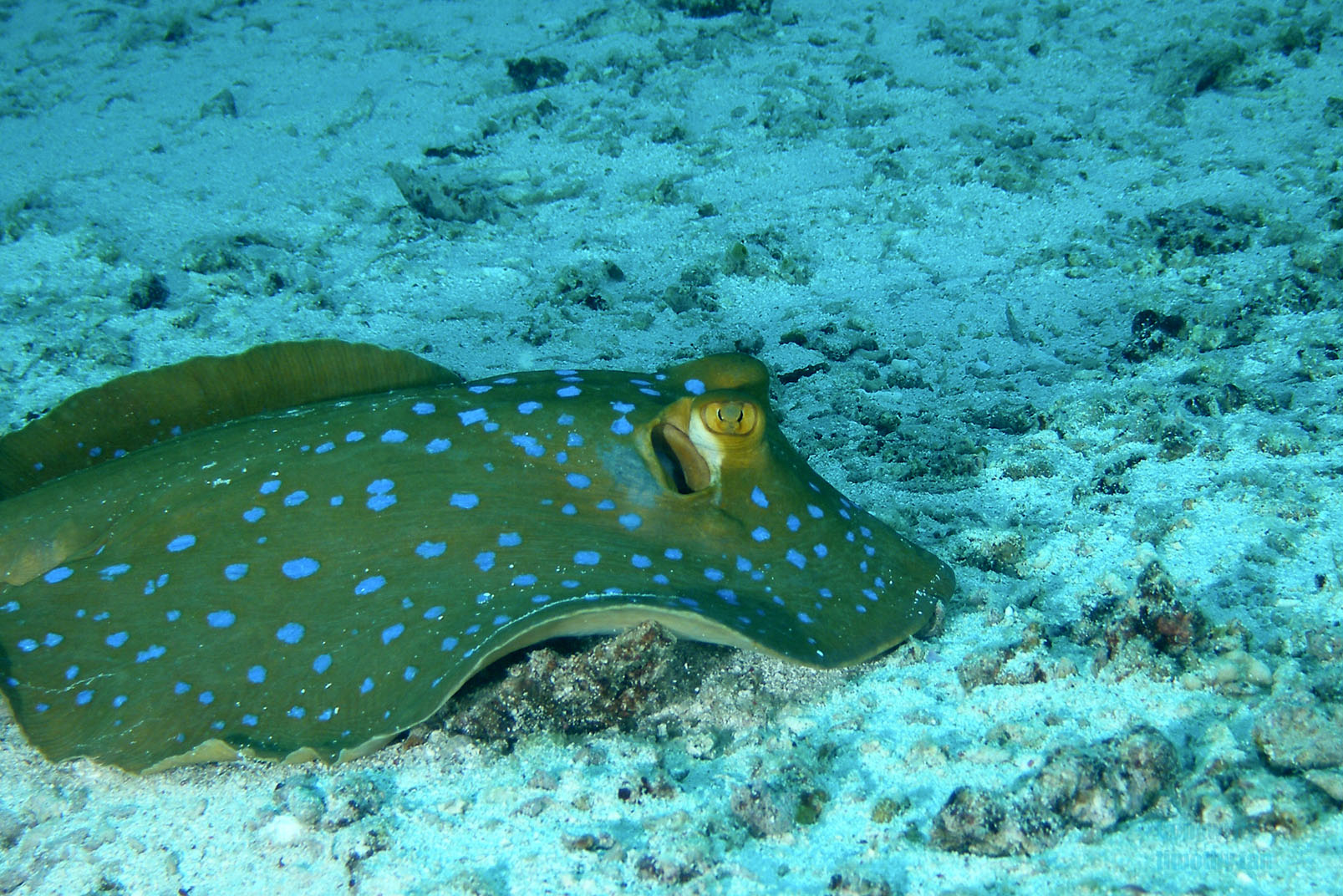 blue_spotted_lagoon_ray3