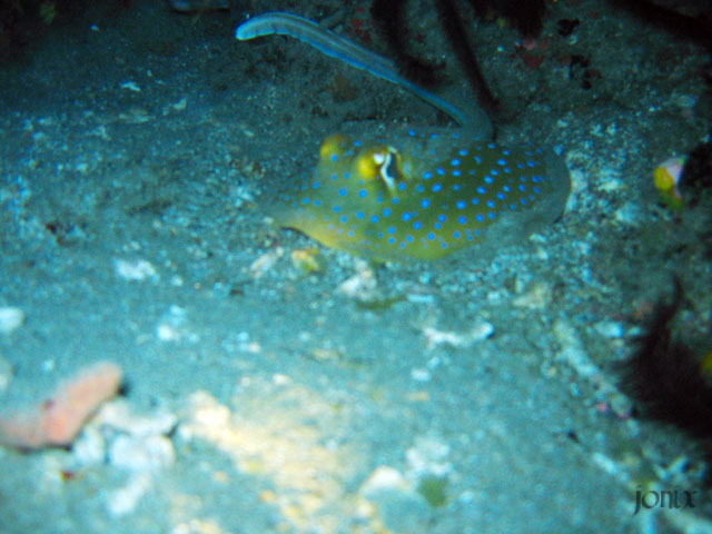 blue_spotted_ribbontailray_at_night