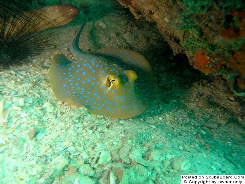 Blue_Spotted_Stingray