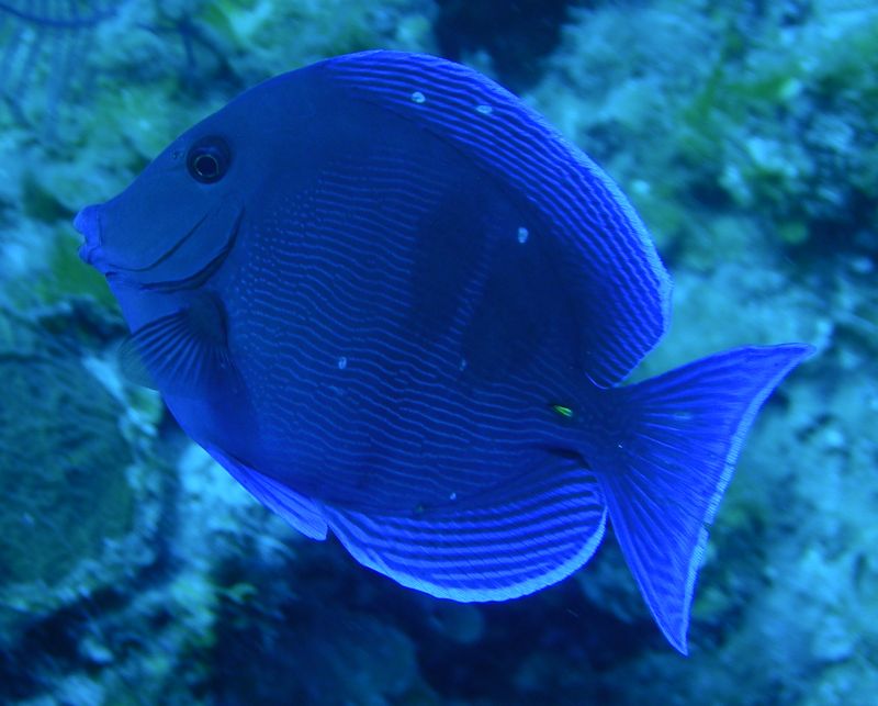 Blue_Tang