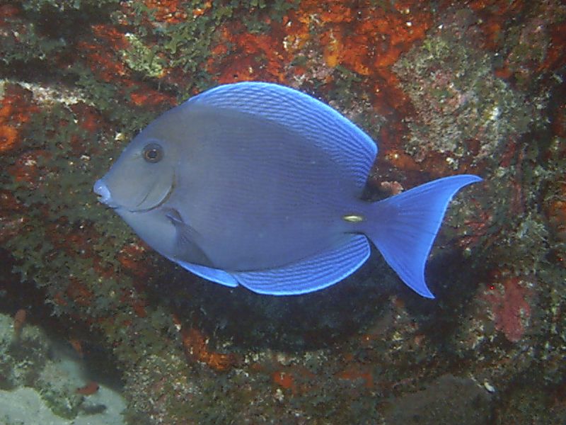 Blue_Tang