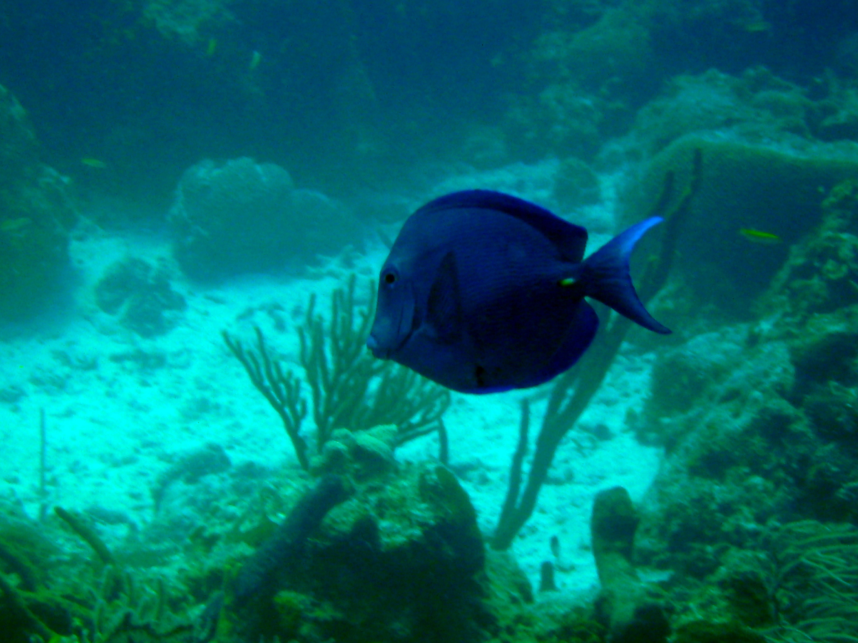 Blue_Tang_Medio_Reef_2008