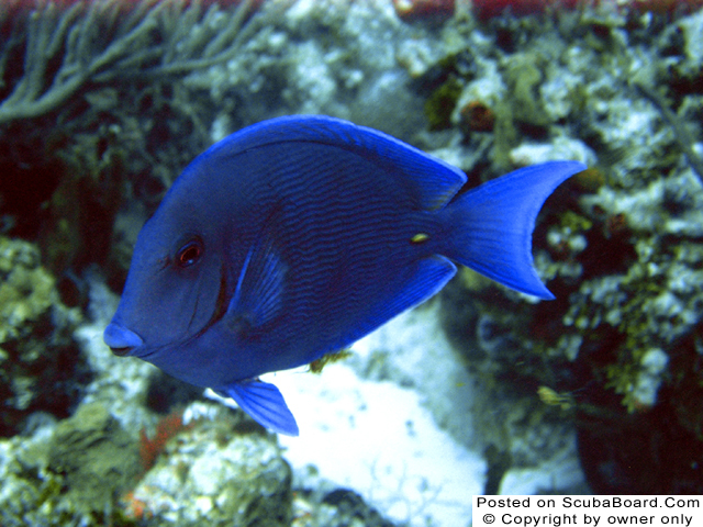 blue_tang_thumb