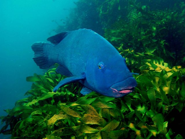 Blue_Wrasse_Forster_PS