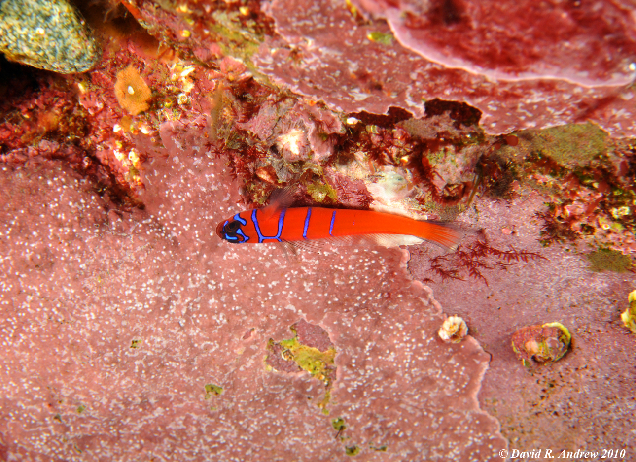 Bluebanded Goby