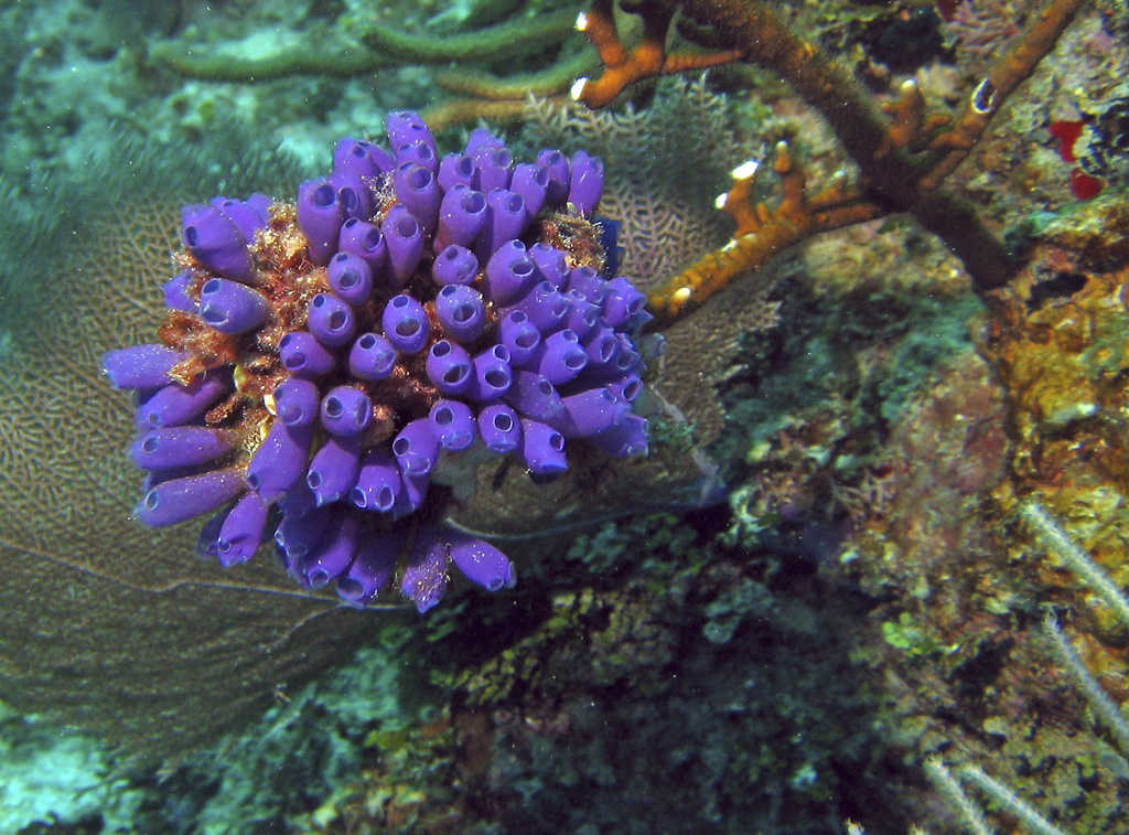 Bluebell Tunicates