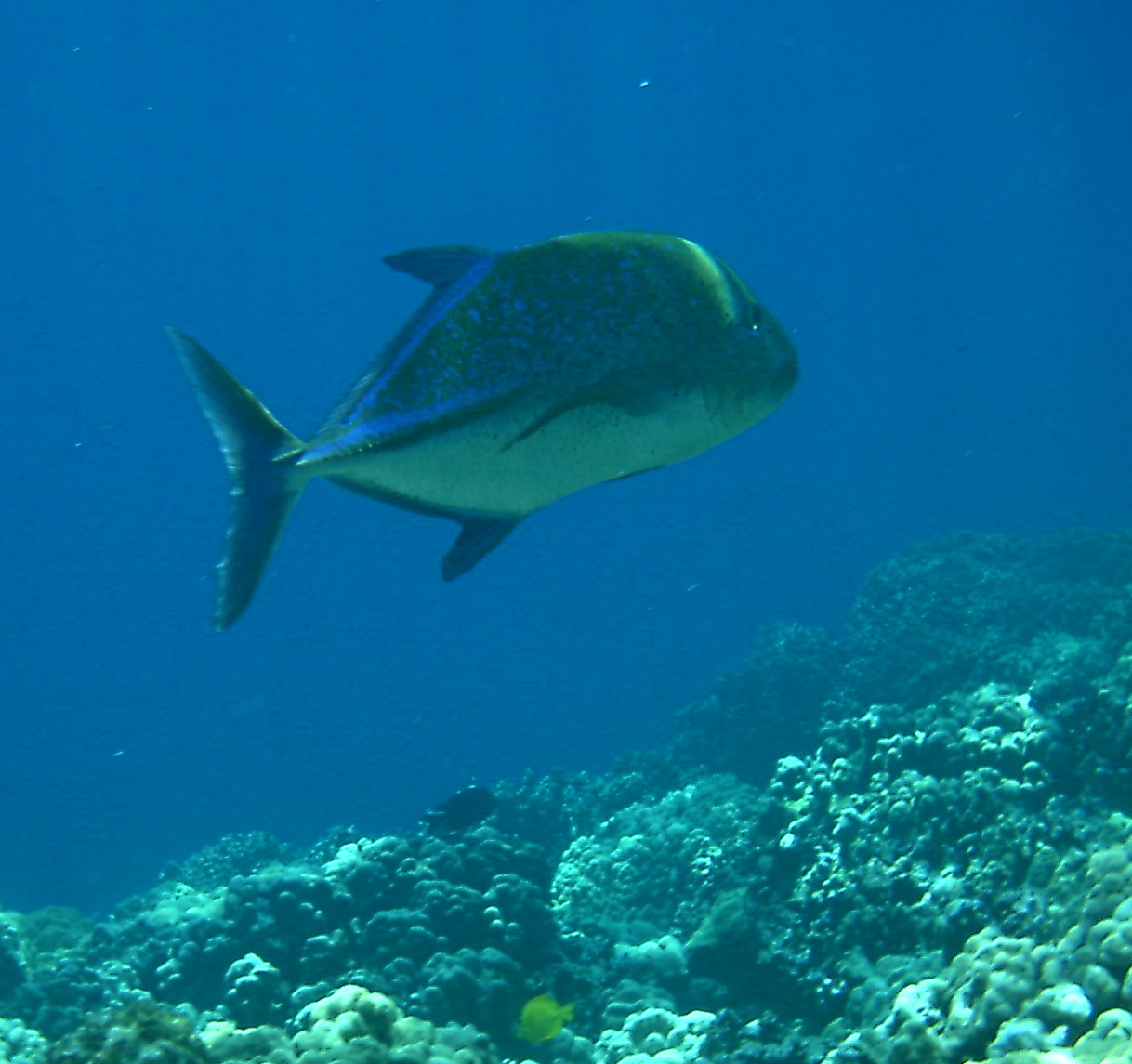 bluefin trevally