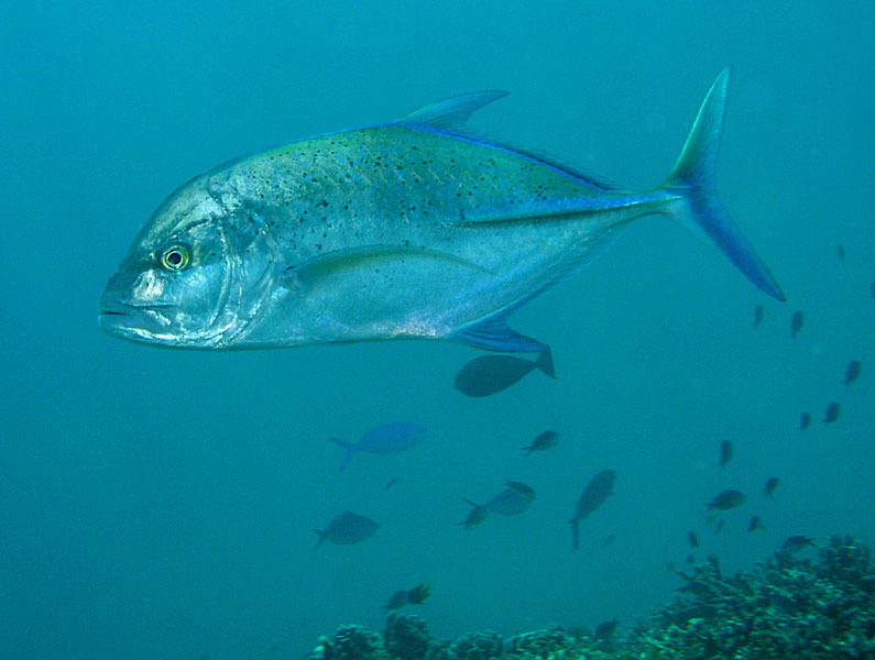 Bluefin Trevally