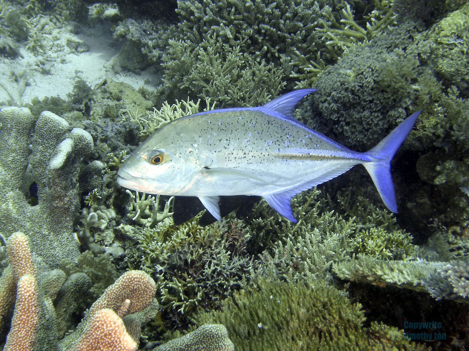 bluefin_trevally3