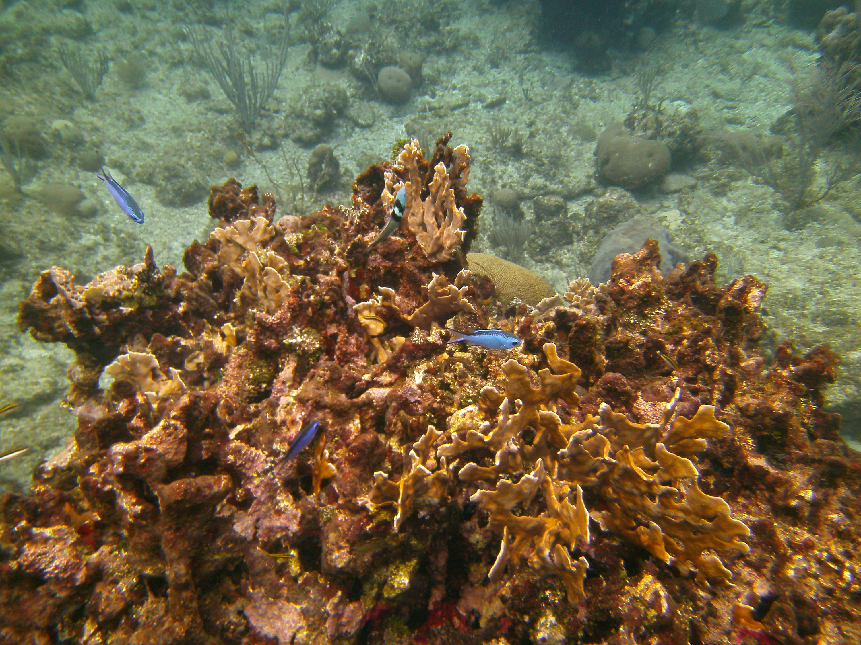 Bluehead Wrasse Blue Chromis