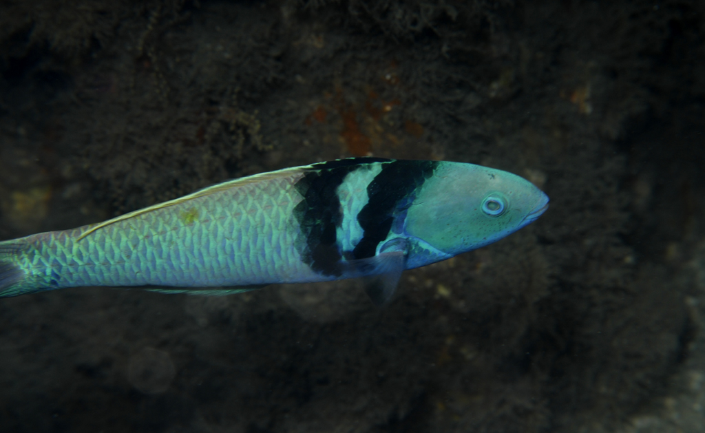 Bluehead Wrasse Supermale