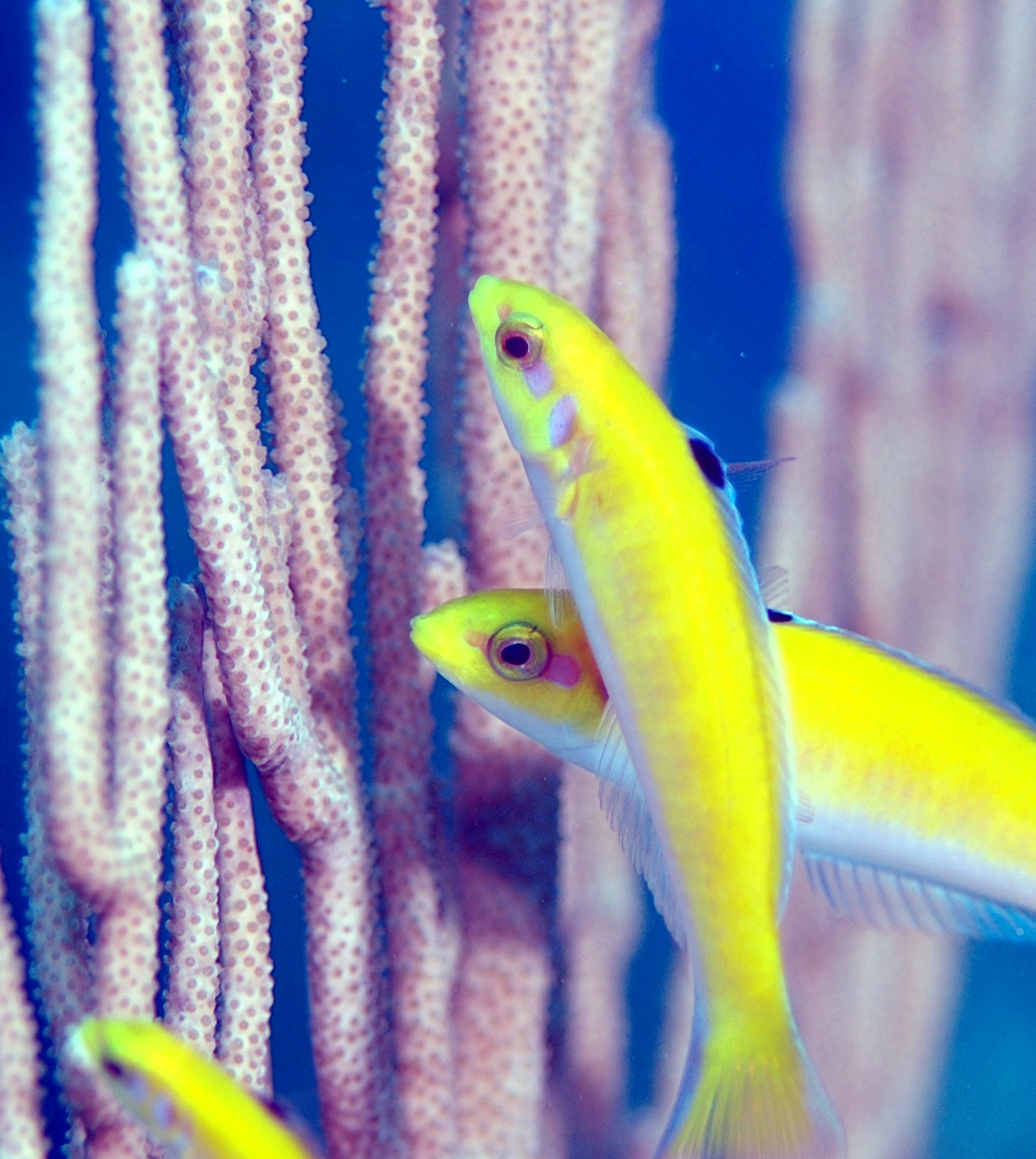 Blueheaded Wrasses