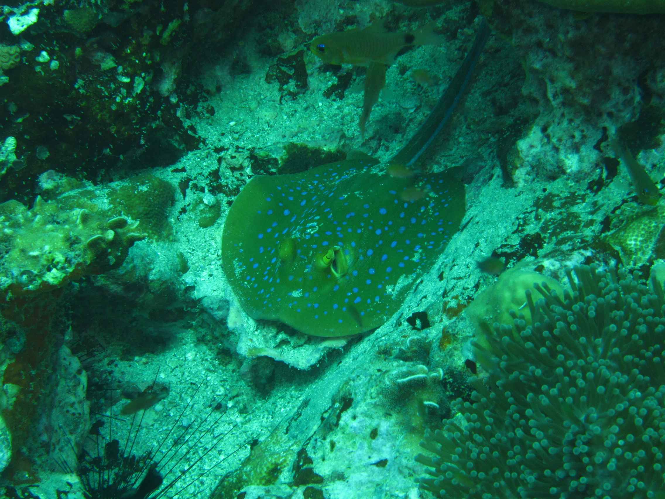 BlueSpot StingRay