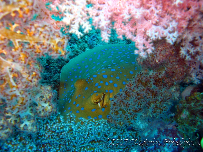 bluespotted stingray