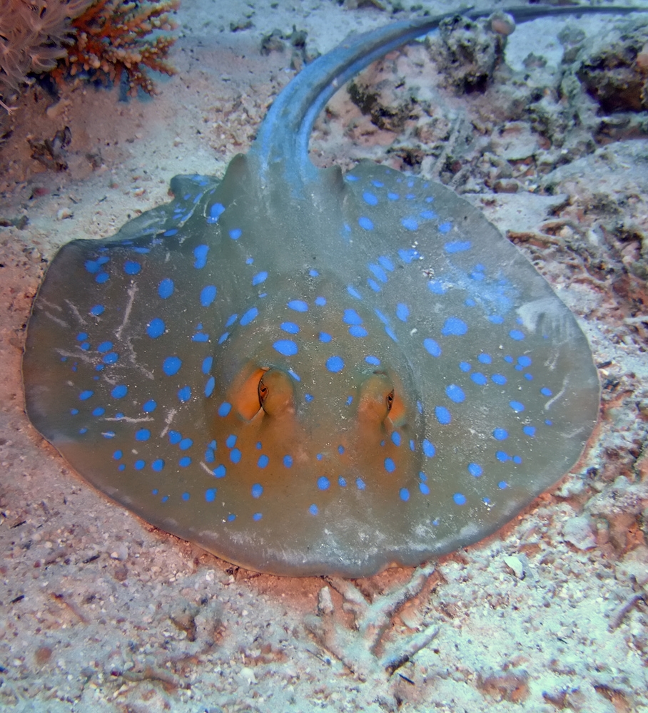 Bluespotted stingray