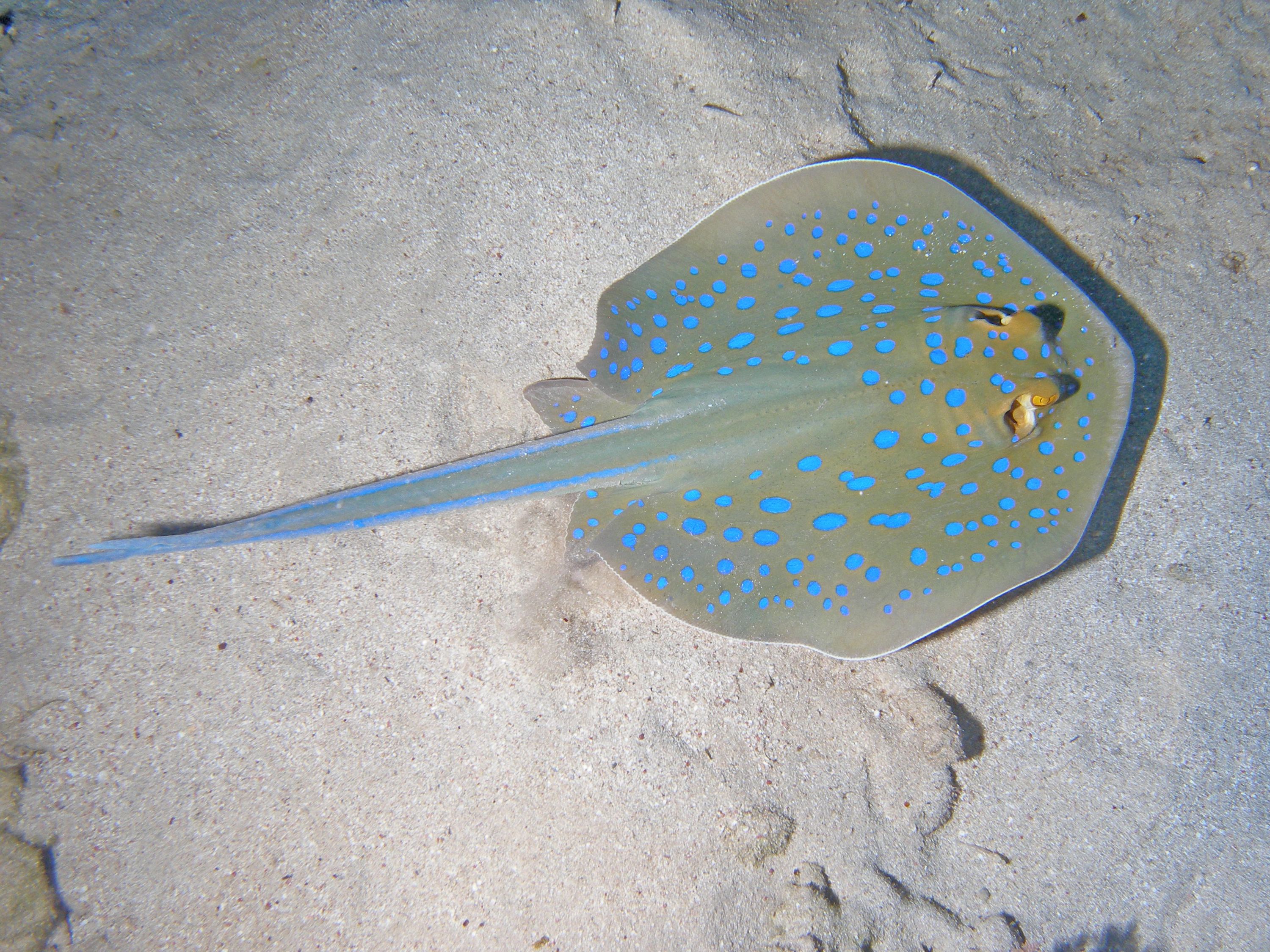 Bluespotted Stingray