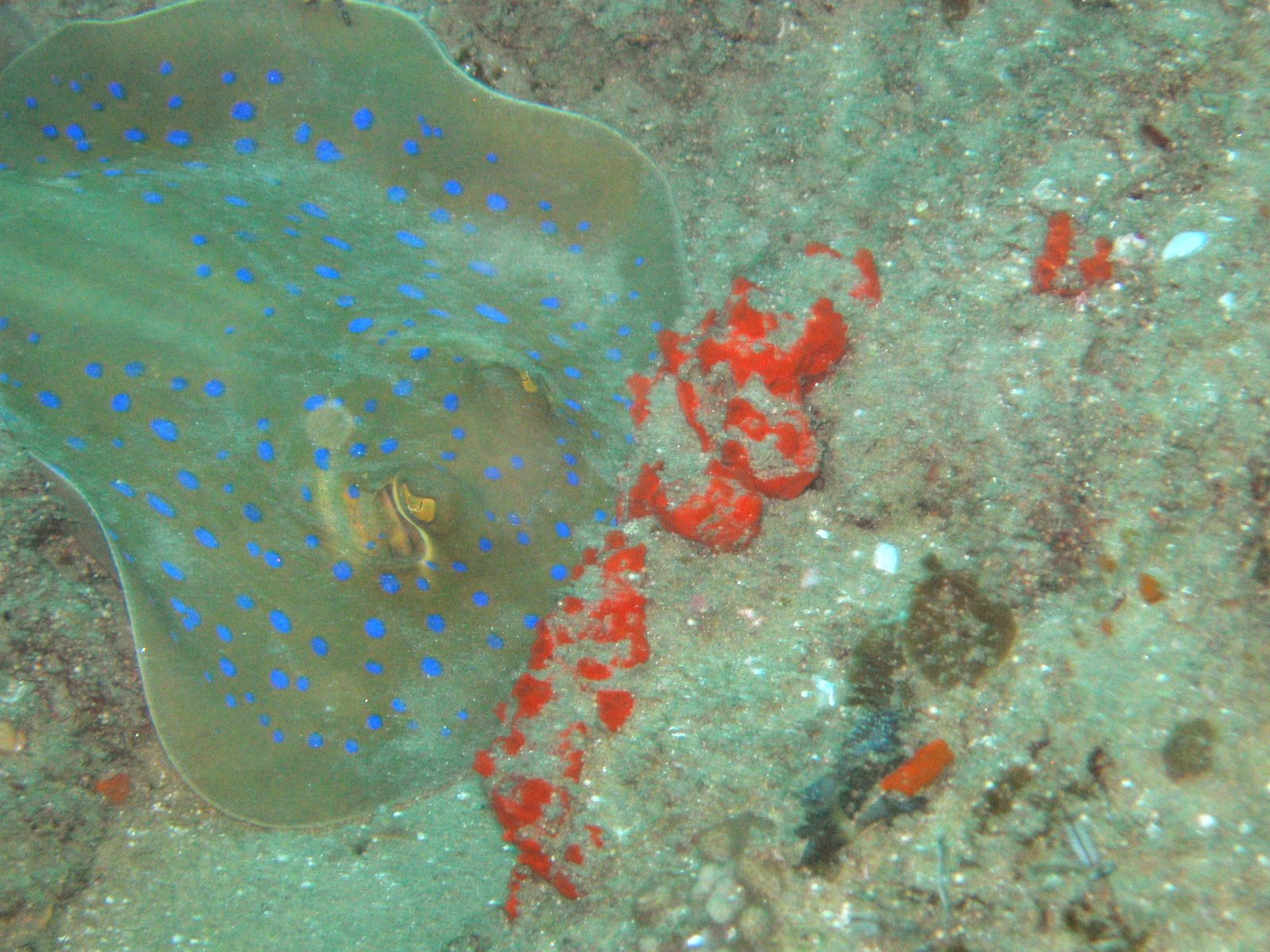 Bluespotted Stingray