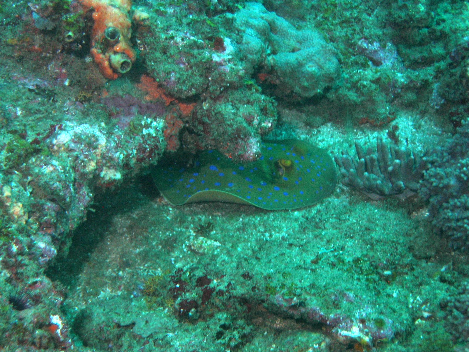 Bluespotted Stingray