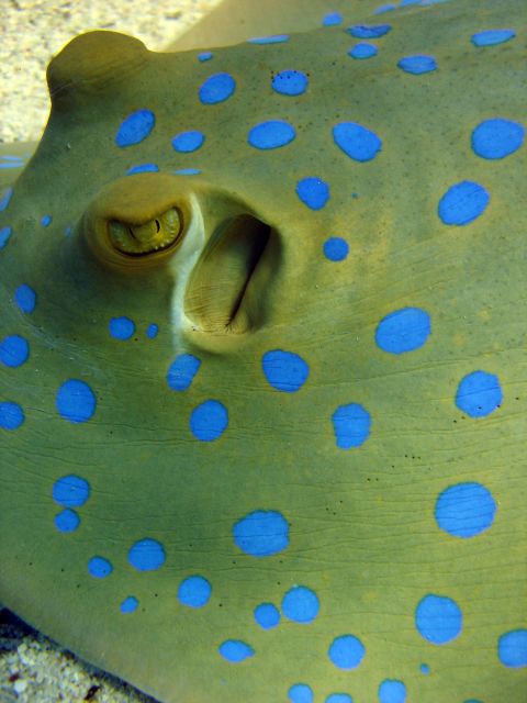 Bluespotted Stingray